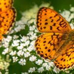 Les fleurs préférées des papillons