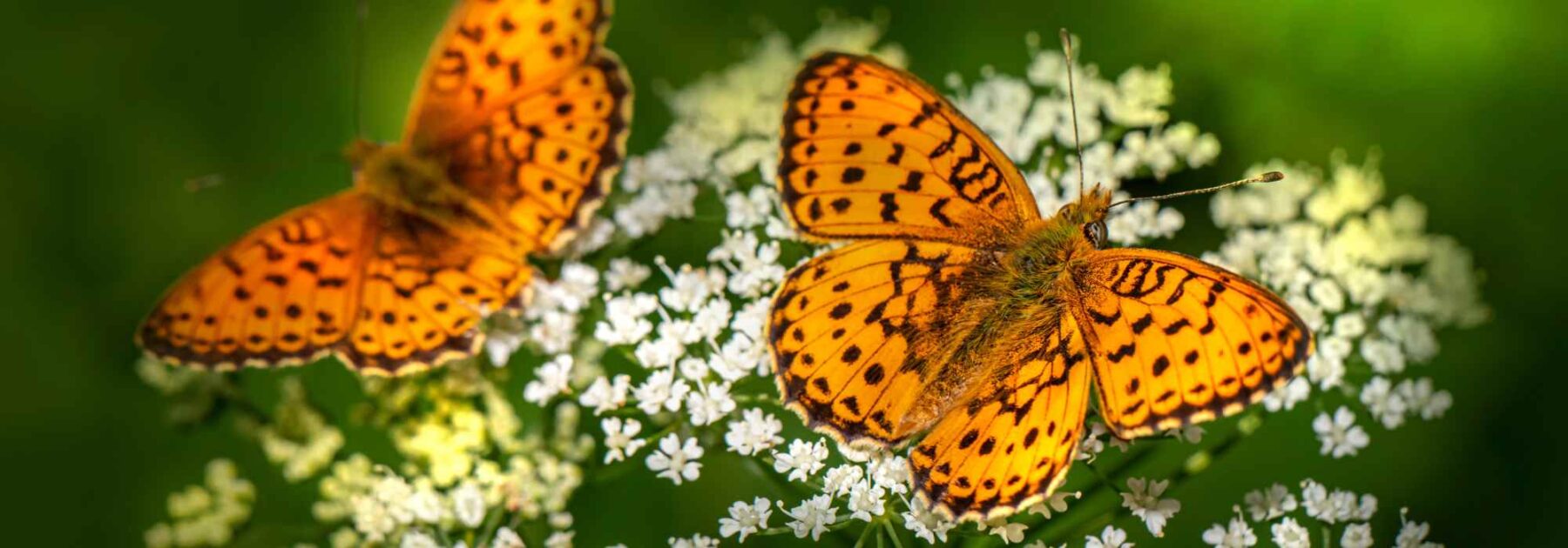 Les fleurs préférées des papillons