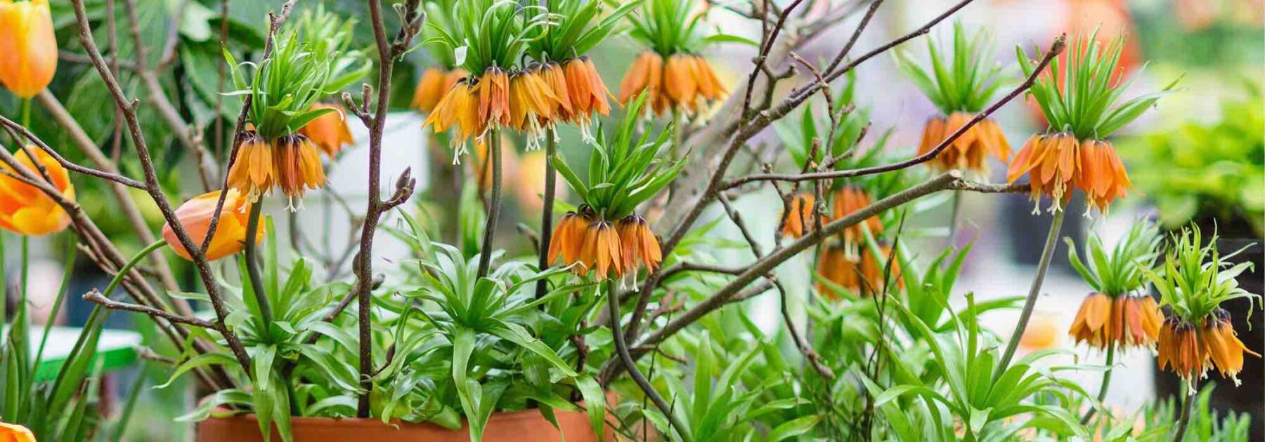 Plantes bulbeuses à fleurs géantes - Promesse de Fleurs