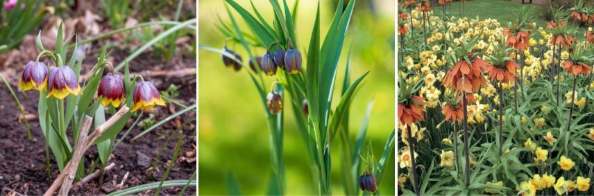 fritillaria