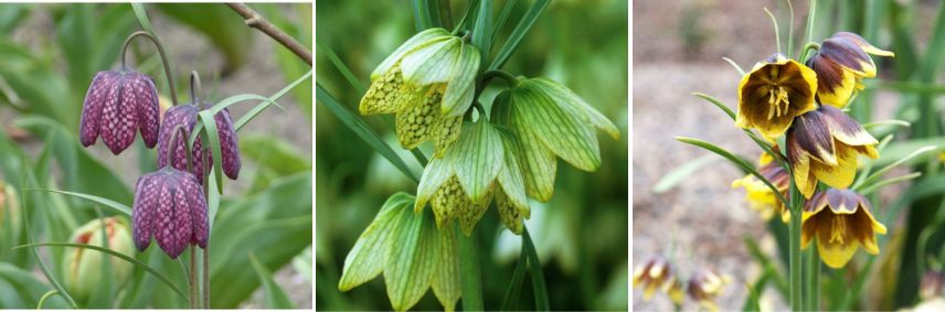 Fritillaria meleagris 