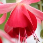 Fuchsia : les meilleures variétés à cultiver en pot