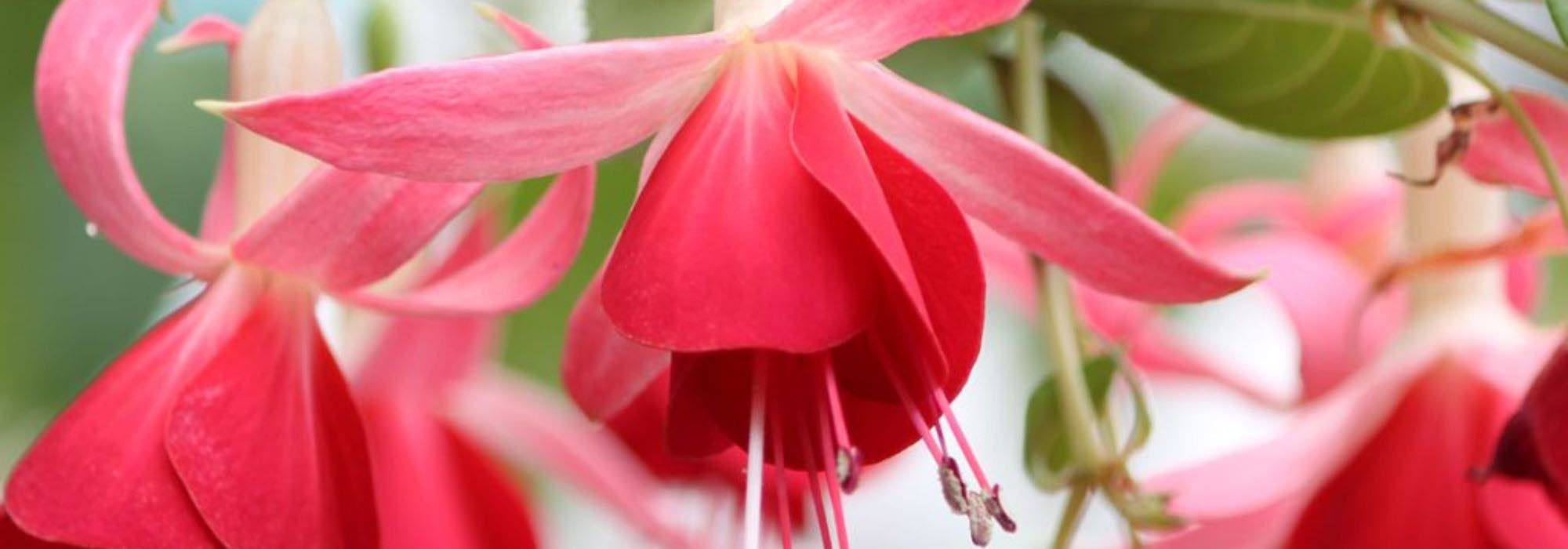 Fuchsia : les meilleures variétés à cultiver en pot