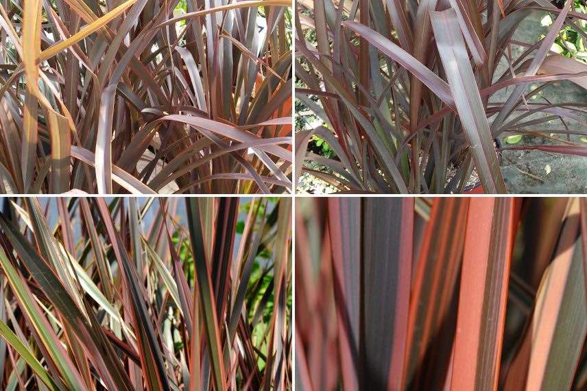 phormium