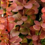 9 arbustes de haie à feuillage coloré