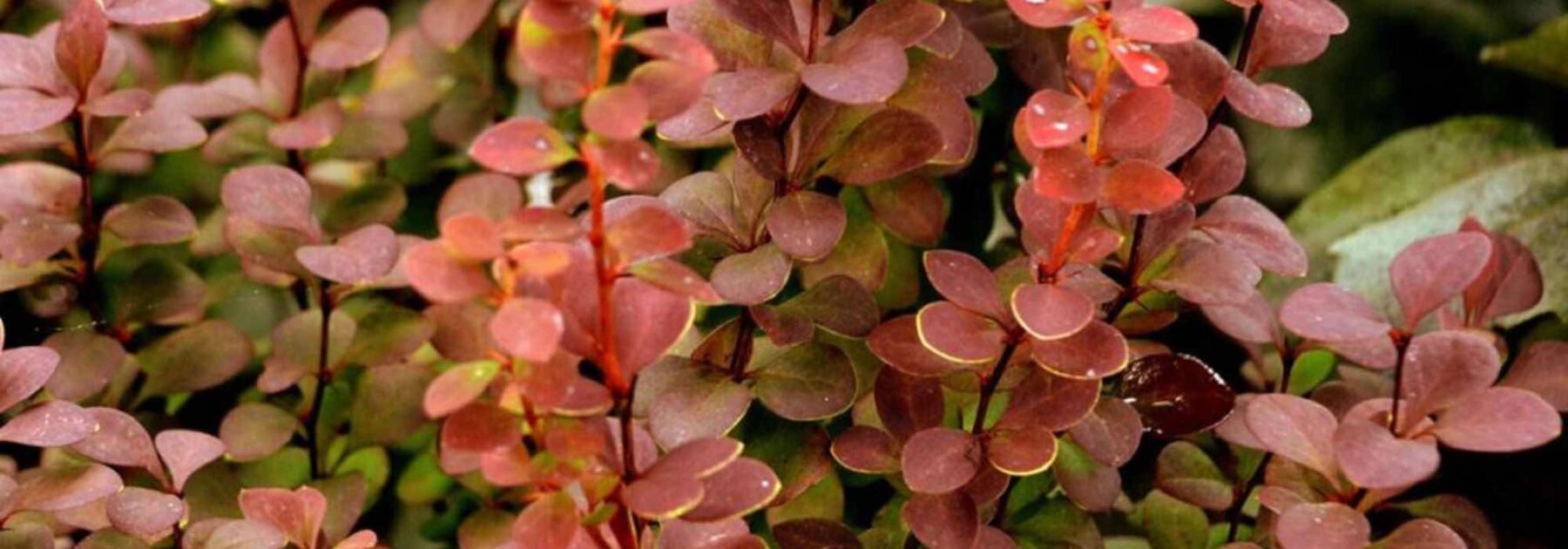 9 arbustes de haie à feuillage coloré