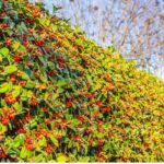9 arbustes de haie à fruits décoratifs