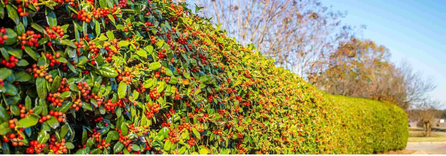 9 arbustes de haie à fruits décoratifs