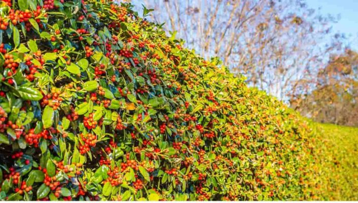 9 arbustes de haie à fruits décoratifs