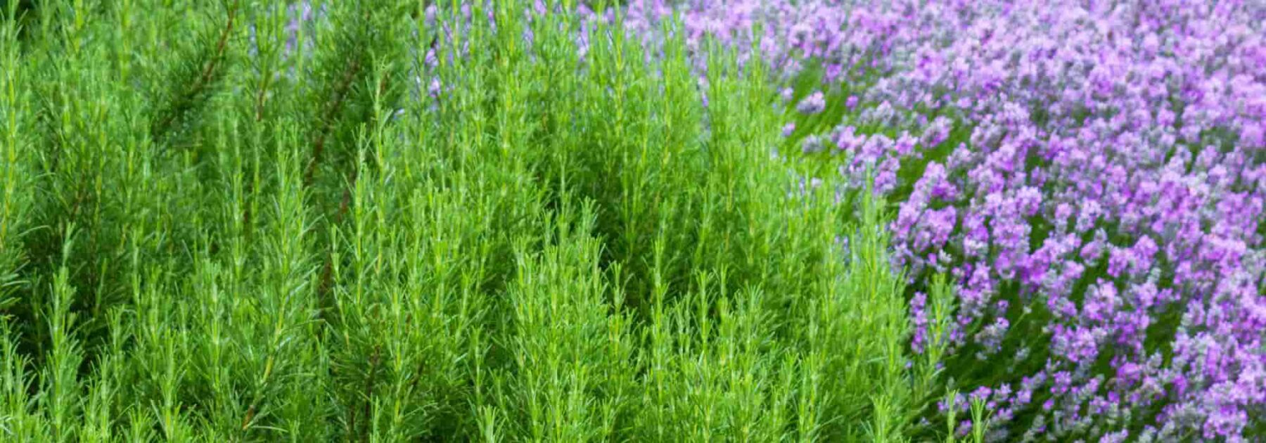 Plantes méditerranéennes : comment les faire pousser au nord ?