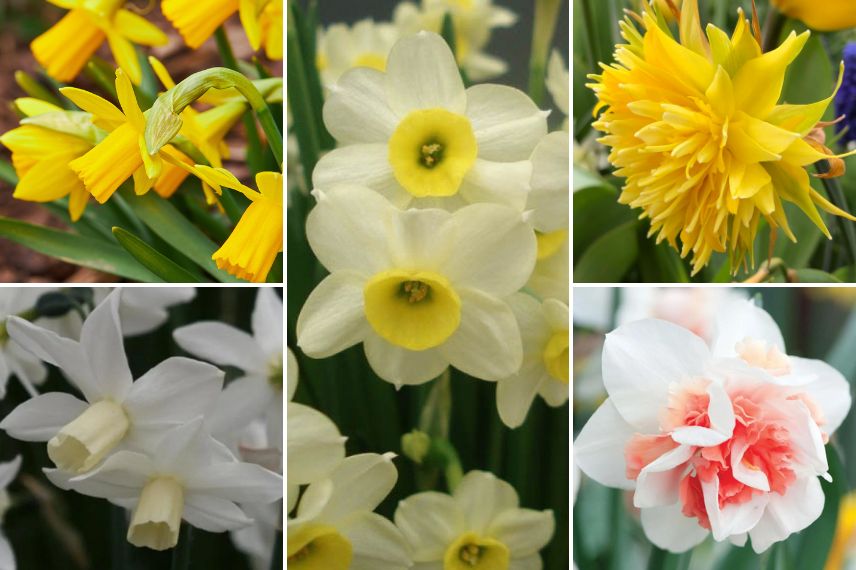 differentes fleurs de narcissees en pot