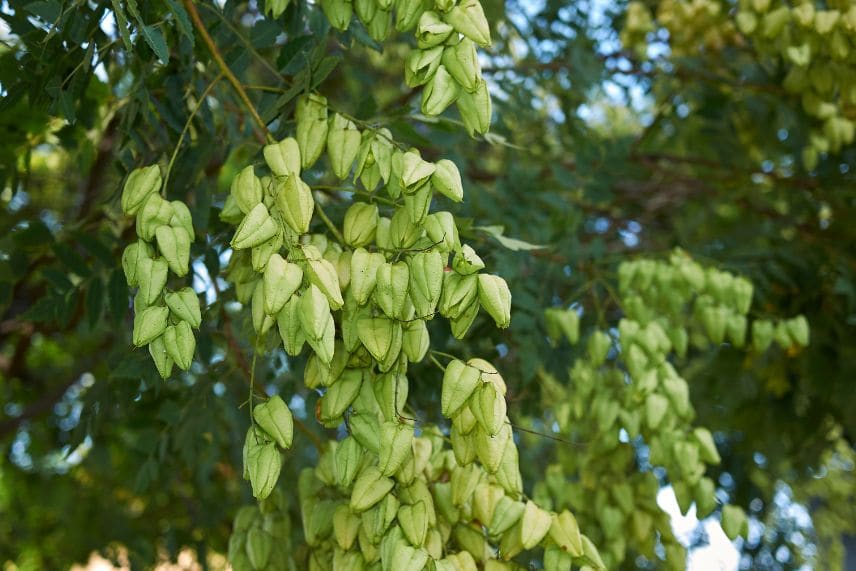 arbres fruits décoratifs