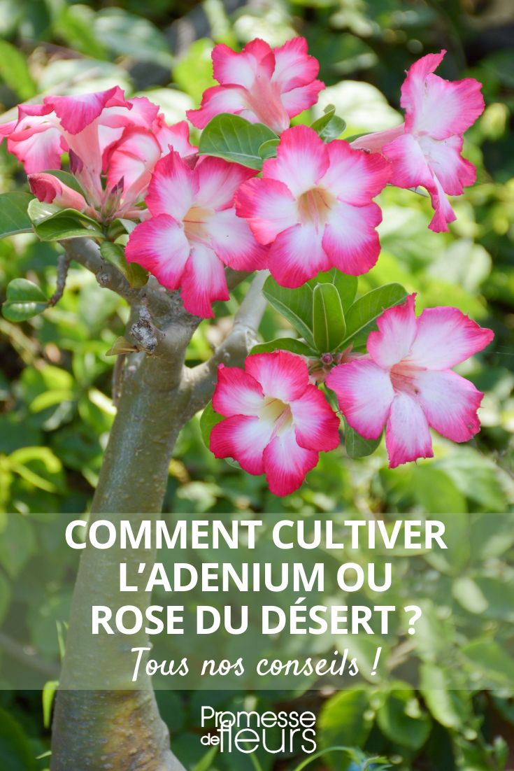 planter entretenir adenium rose du desert