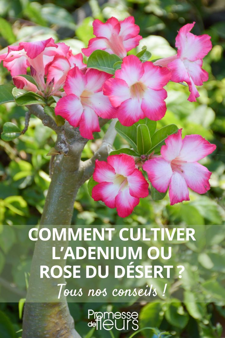 Comment obtenir du compost - La Roseraie du Désert - Rosiers