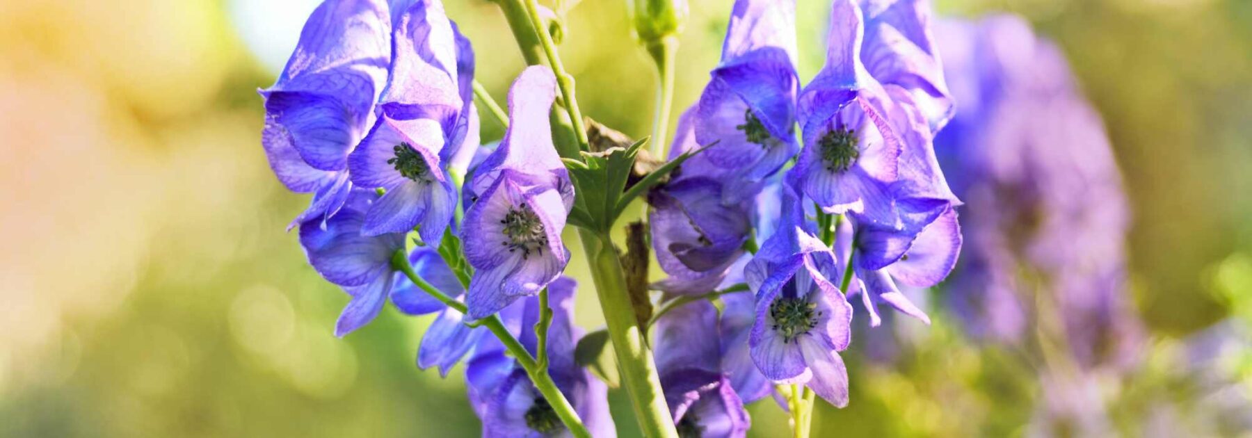 Les plantes toxiques dans la nature