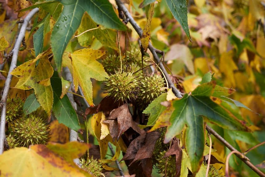 arbres fruits décoratifs