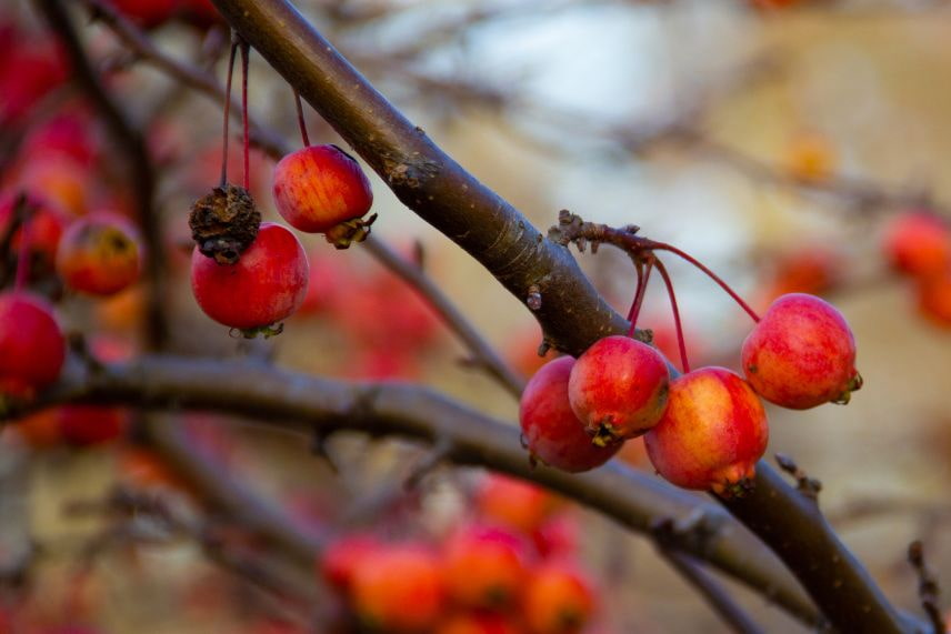 arbres fruits décoratifs