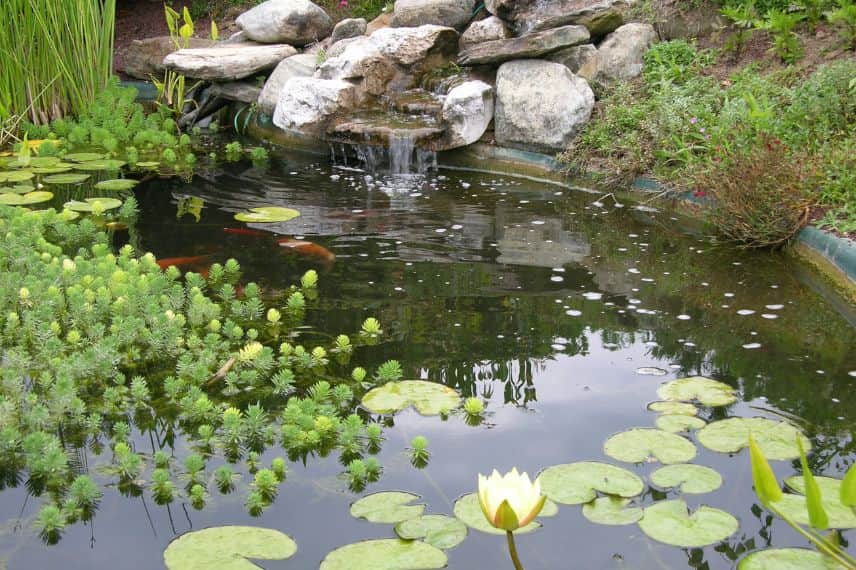 un plan d'eau avec des carpes et nenuphars