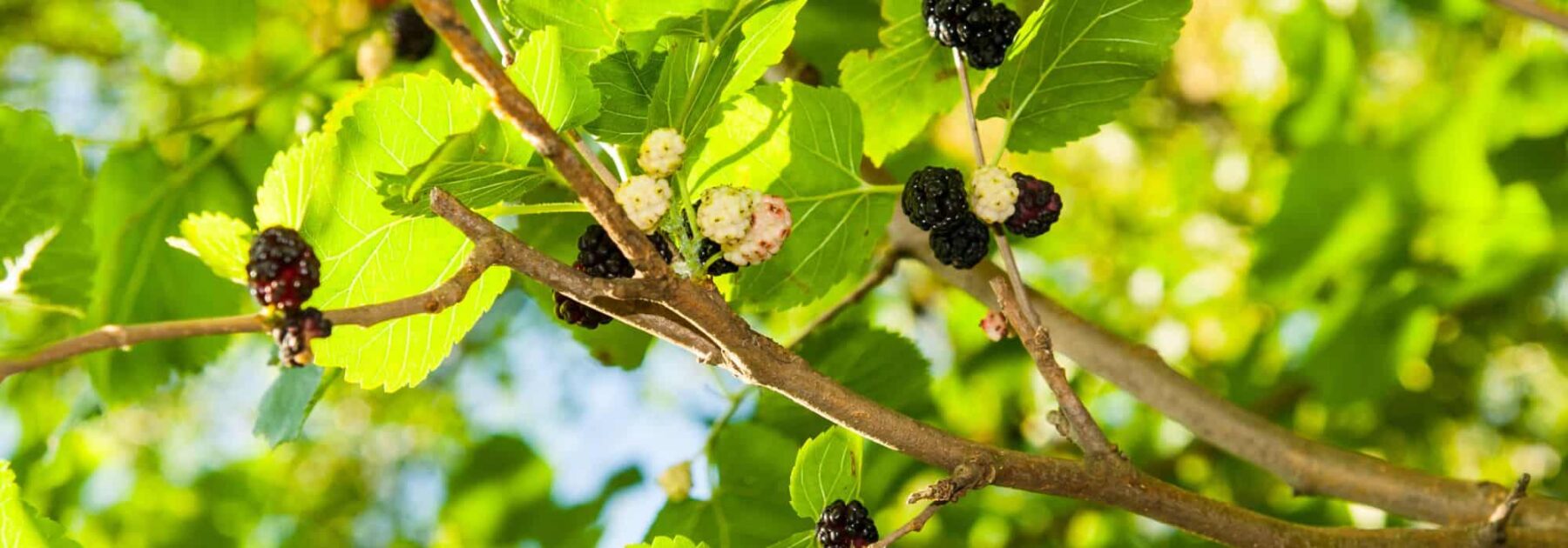 9 arbres à fruits décoratifs