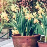 Planter et entretenir des bulbes de narcisses en pot