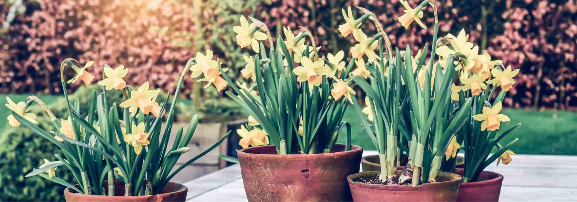 Planter et entretenir des bulbes de narcisses en pot