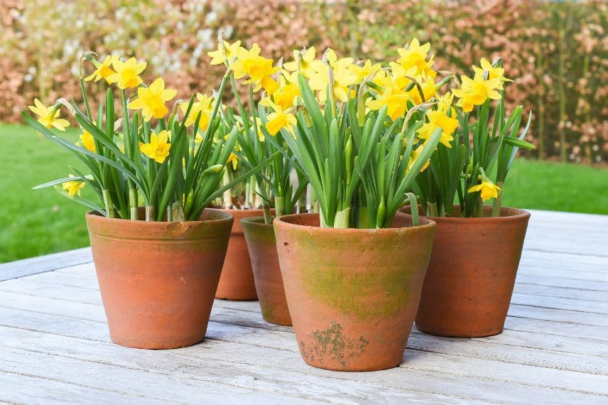 jonquilles en pot