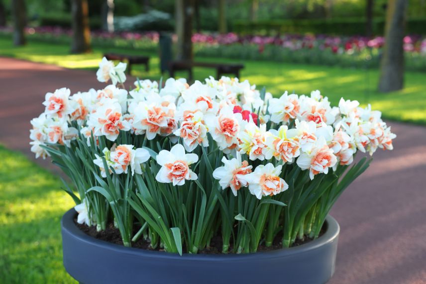 de belles joncquilles en pot