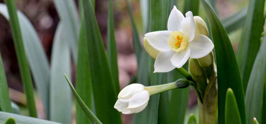 Narcisses a fleurs blanches, narcisses blancs