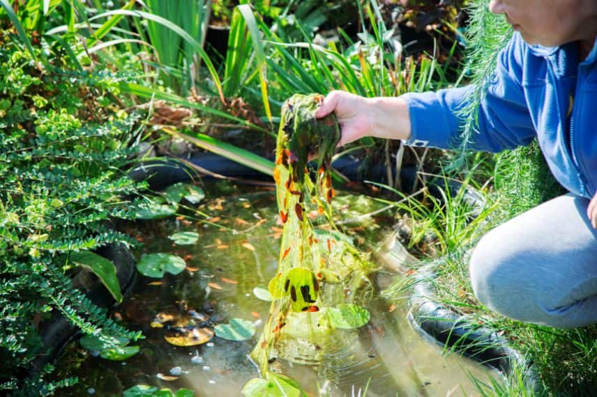 nettoyer les algues vertes d'un bassin