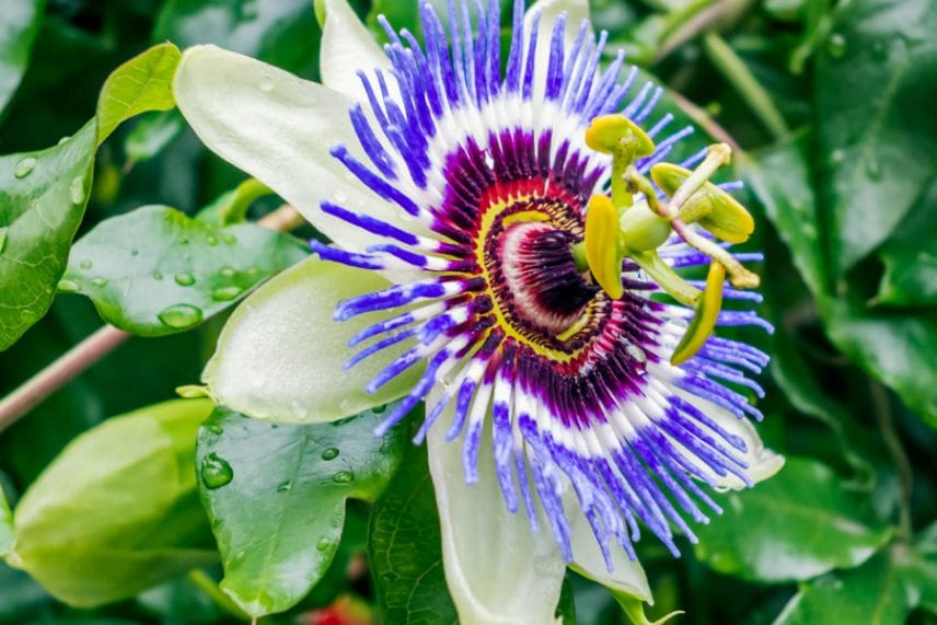 plantes fleuries pour véranda