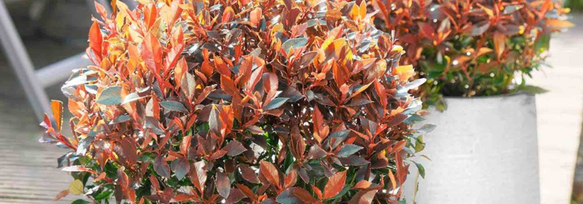 Cultiver un Photinia en pot 