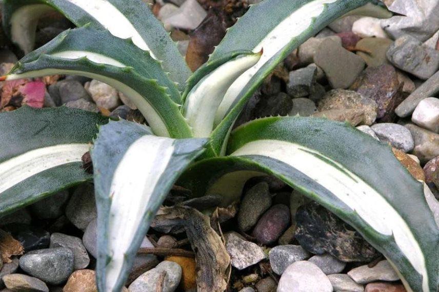 Agave Mediopicta Alba