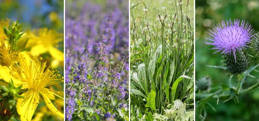 fleurs plantes graminees attirant chenilles des papillons