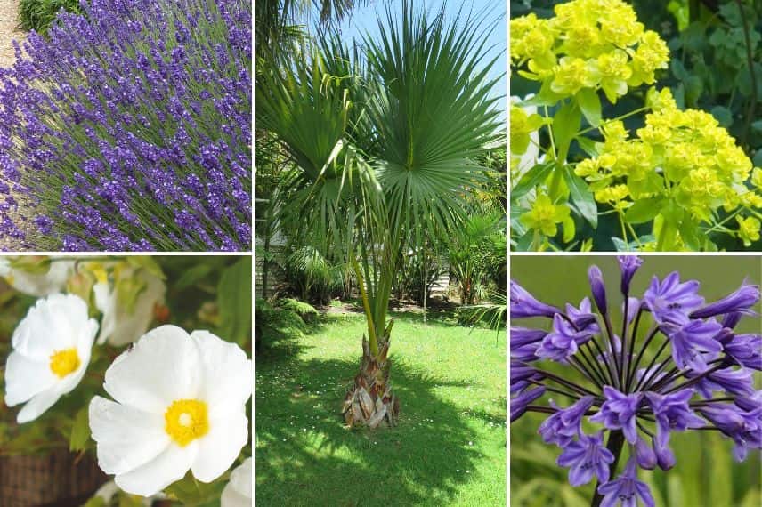 une selection de plante à l'allure méditerranéenne pour le nord 