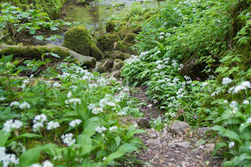 attention aux plantes toxiques