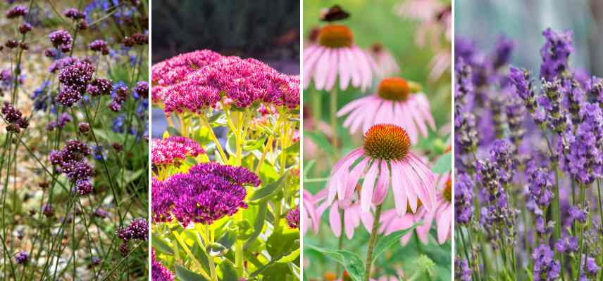 quelles fleurs attirent les papillons, vivaces attirant les papillons