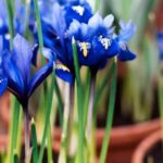 Comment planter les bulbes d'Iris de Hollande ?