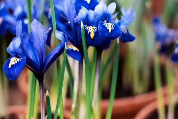 Comment planter les bulbes d'Iris de Hollande ?