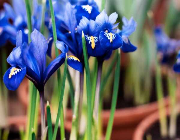 Comment planter les bulbes d'Iris de Hollande ?