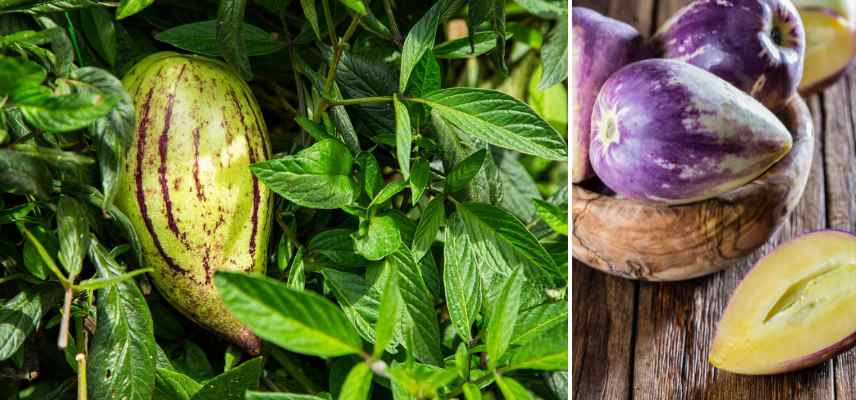 potager de curiosités, potager légumes fruits originaux