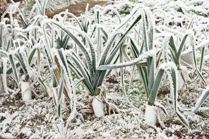 Potager conservation légumes hiver