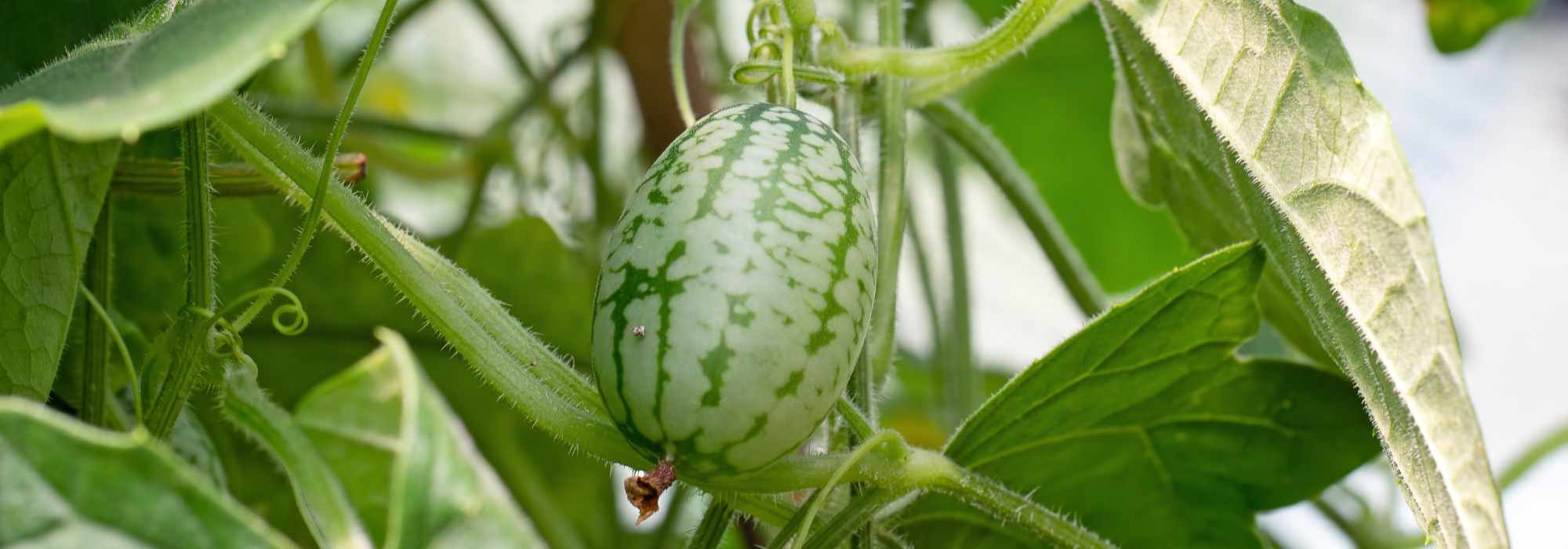 Plantes et légumes insolites à faire pousser chez vous !