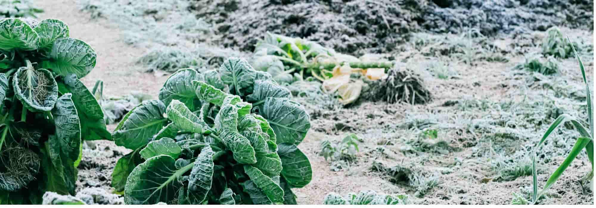 Potager : faites des réserves de légumes pour l'hiver