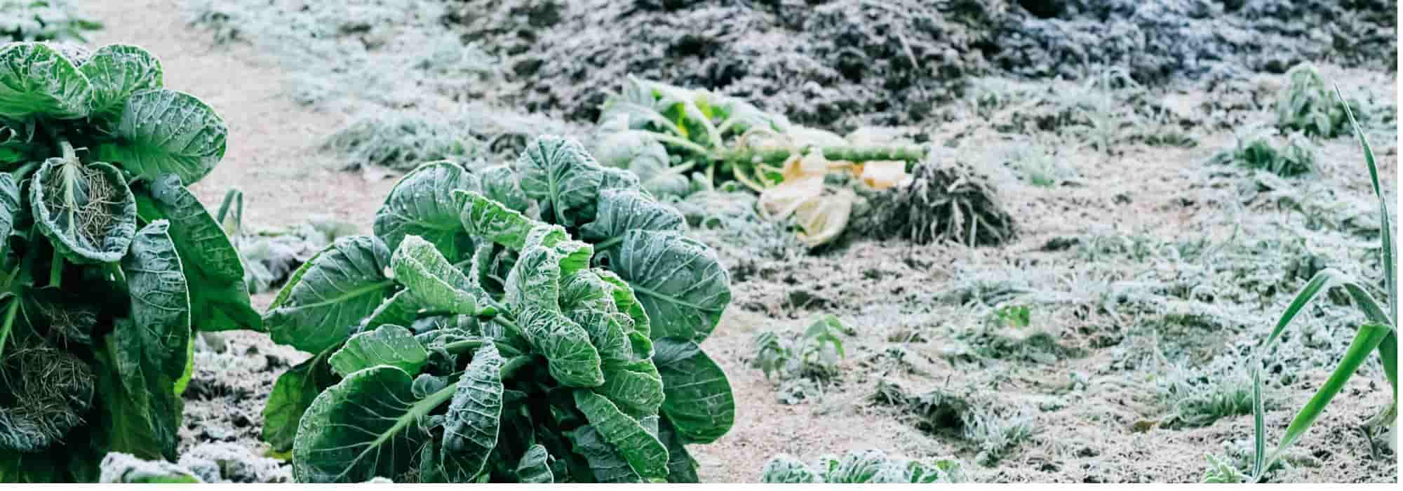 4 Pièces/ensemble De Récipients De Stockage De Fruits Et - Temu Belgium