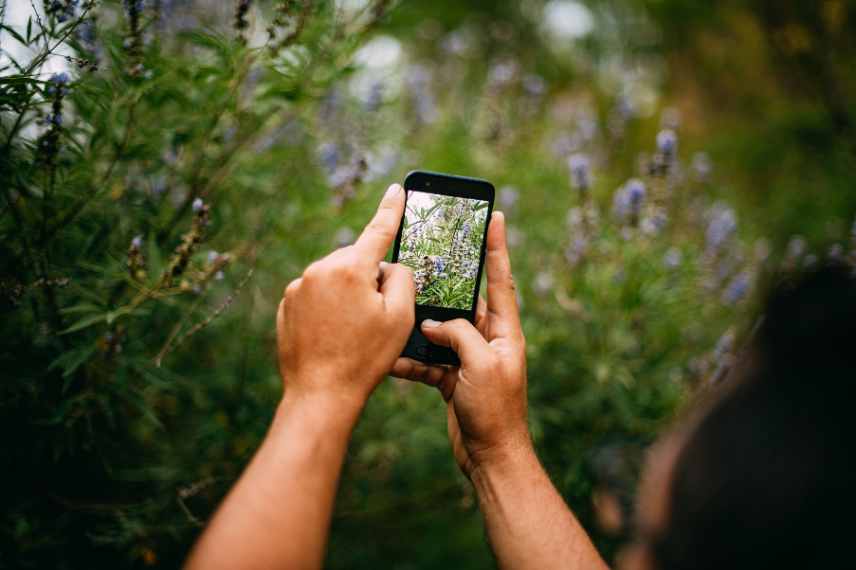 que faire en cas d ingestion plante toxique