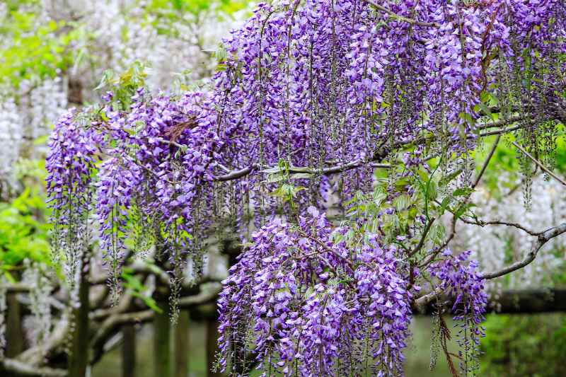 Quand et comment rabattre une glycine ? - Blog Promesse de fleurs