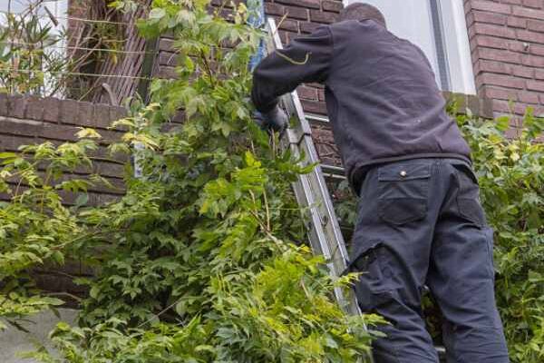 Quand et comment rabattre une glycine ? 