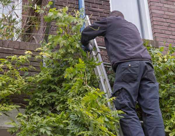 Quand et comment rabattre une glycine ?