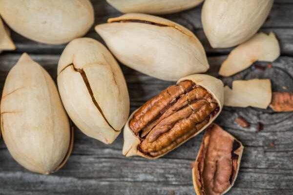 Récolte et conservation des noix de pécan : nos conseils