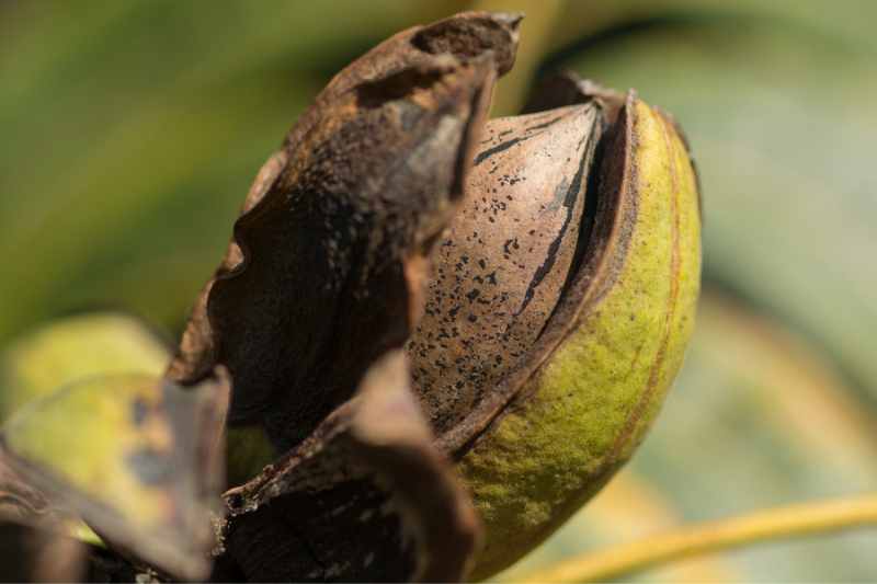 récolte conservation noix de pécan, conserver noix de pécan